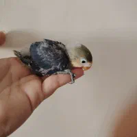 کوتوله سرلاکی و عروس بالغ|پرنده|یزد, |دیوار