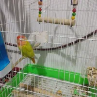 طوطی برزیلی|پرنده|صالح آباد, |دیوار