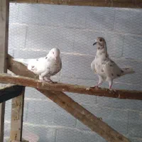 کبوتر تکپر|پرنده|بندر ترکمن, |دیوار