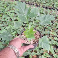 فروش گل و گیاه