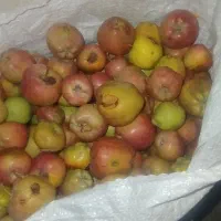 سیب پادرختی کیلویی ۱۵ مفت گذاشتم برای ابمیو و سرکه