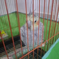 عروس هلندی|پرنده|داراب, |دیوار