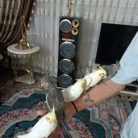 عروس هلندی چشم شرابی|پرنده|خرمدره, |دیوار