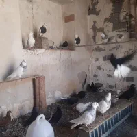 دمسفید وطوقی|پرنده|بوشهر, |دیوار