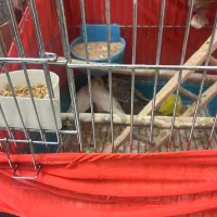 عروس هلندی مولد به همراه بچه هاش|پرنده|تهران, اتابک|دیوار