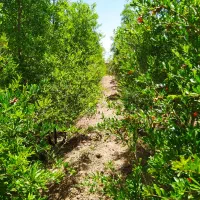 باغ کشاورزی