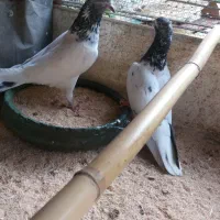 کبوتر نر  ماده پاکستانی معاوضه با طوطی برزیلی|پرنده|رشت, پسیخان|دیوار
