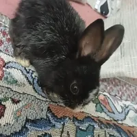 بچه خرگوش ناز و دستی