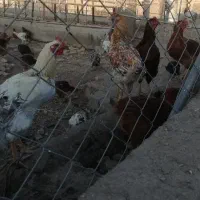 فروش مرغ و خروس محلی|حیوانات مزرعه|پیشوا, |دیوار