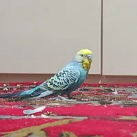 مرغ عشق|پرنده|کرمانشاه, |دیوار