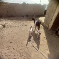 بز گلابی اصل  با دوتا کهر ماده|حیوانات مزرعه|زهک, |دیوار