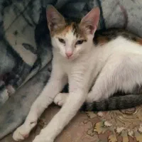 واگذاری. گربه. رایگان|گربه|گنبد کاووس, |دیوار