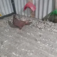 ماده سرخ|پرنده|دورود, |دیوار