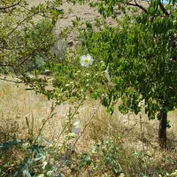 فروش باغ شخصی باغ ویلا