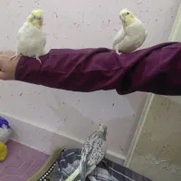 عروس هلندی|پرنده|مشهد, آزادشهر|دیوار