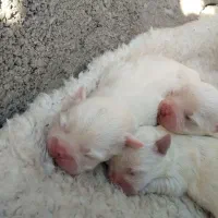 توله شیتزو پیکنز|سگ|لاهیجان, امیرشهید|دیوار