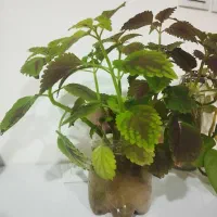 ریشه گل حسن یوسف|گل و گیاه طبیعی|کرمان, |دیوار