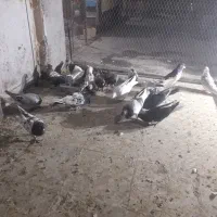 کبوتر یا کفتر شهری بهبانی پلاکی|پرنده|شیراز, شریف‌آباد|دیوار