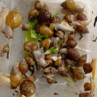 حلزون|خزنده|کرمانشاه, |دیوار