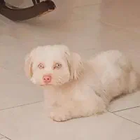 شیتزو کراس آلبینو