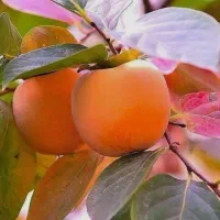 نهال خرمالو سیبی با کیفیت|خدمات باغبانی و درختکاری|سمیرم, |دیوار