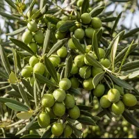 پخش انواع نهال های درجه یک با نژاد برتر|خدمات باغبانی و درختکاری|ابهر, |دیوار