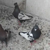 کفتر|پرنده|مشهد, گاز|دیوار