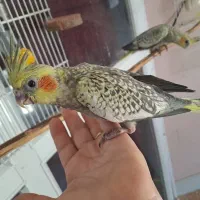 جوجه عروس دو ماهه دون خور