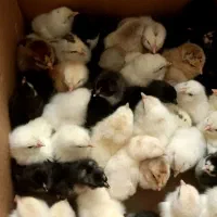 تخم مرغ نطفه دار|خوردنی و آشامیدنی|ساوه, |دیوار