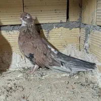 کفتر سرور نوک ریز