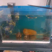 آکواریوم با ماهی و تصفیه