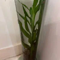 گل بامبو  درخت مو گل رز محمدی و ناز ژاپنی|گل و گیاه طبیعی|تهران, دکتر هوشیار|دیوار