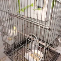 عروس هلندی جفت