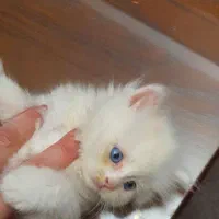 گربه کوچولو