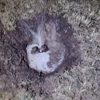 نشت یابی تضمینی