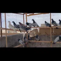 کفتر پلاکی جون