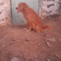 سگ اشپیتز