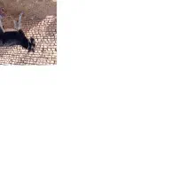 الاغ۲سال|حیوانات مزرعه|بروجن, |دیوار