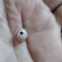 مهره|کلکسیون اشیاء عتیقه|دزفول, |دیوار