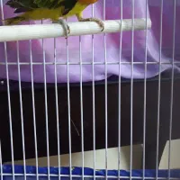 طوطی برزیلی یوینگ یک جفت|پرنده|ری, دولت‌آباد|دیوار