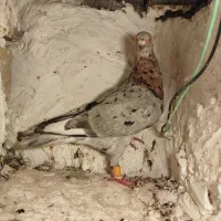 کبوتر هفت رنگ|پرنده|بوئین زهرا, |دیوار