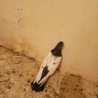 کبوتر کله دم سبز