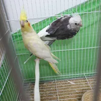 عروس هلندی