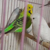 دو جفت مرغ عشق انگلیسی|پرنده|بوشهر, |دیوار