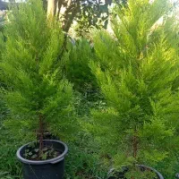 کاج لاوسون نیمه زباله