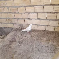 کفتر شیخ سر حال