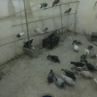 کبوتر جدید|پرنده|سراوان, |دیوار