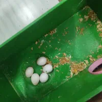 مرغ عشق رنگ خواص مولد