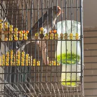 سهره قناری خاکی