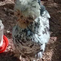 مرغ سلطان